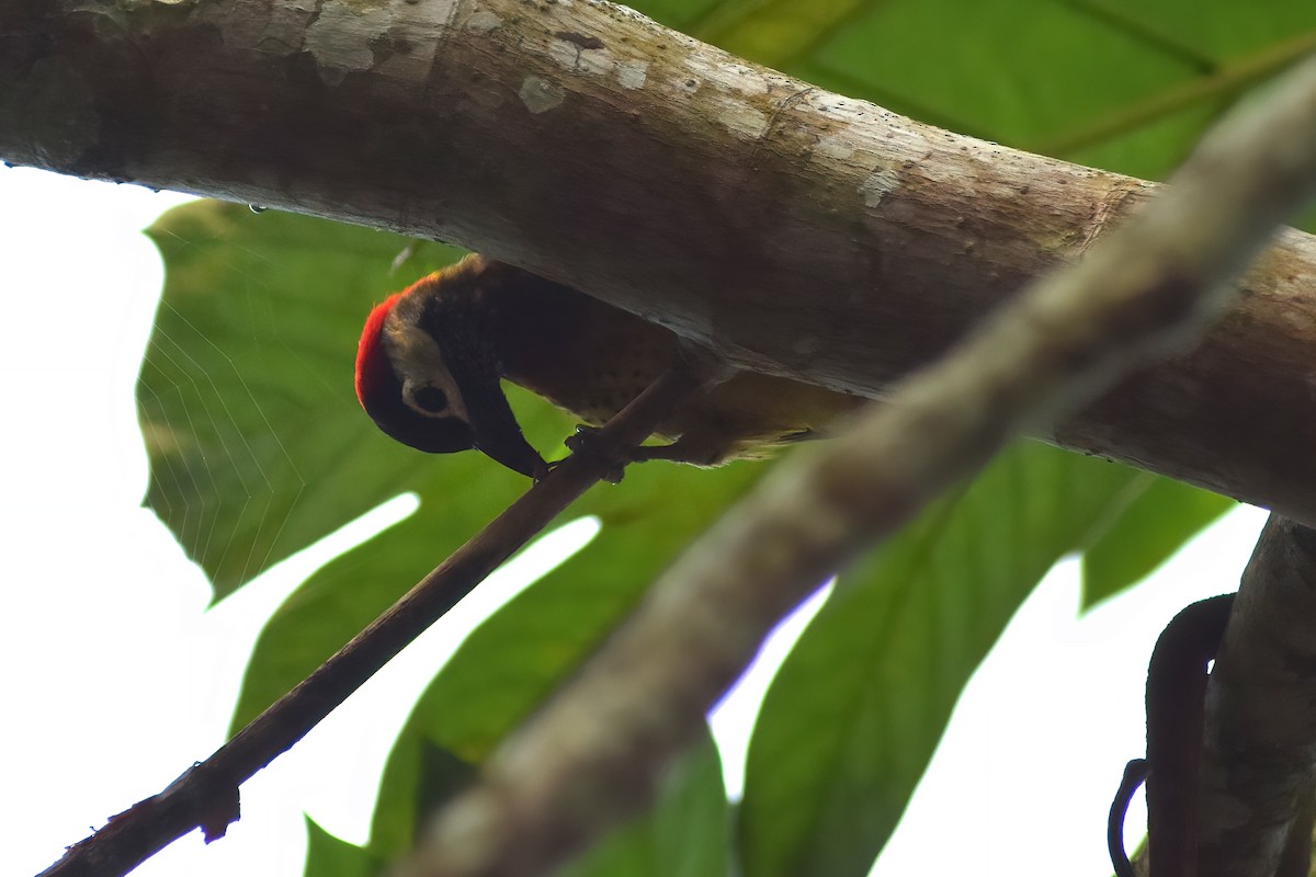 Spot-breasted Woodpecker - ML474031211