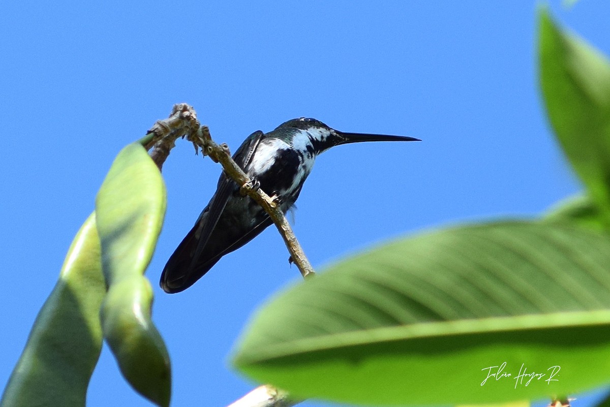 kolibřík tropický - ML474031551