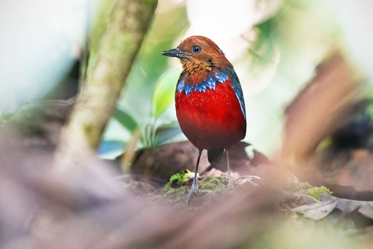 Blue-banded Pitta - ML474034151