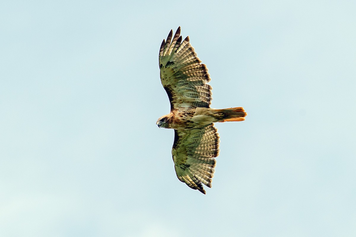 Red-tailed Hawk - ML474035181