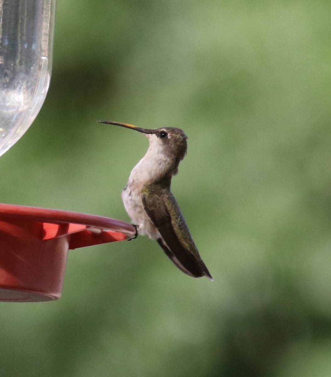 Black-chinned Hummingbird - ML474035291