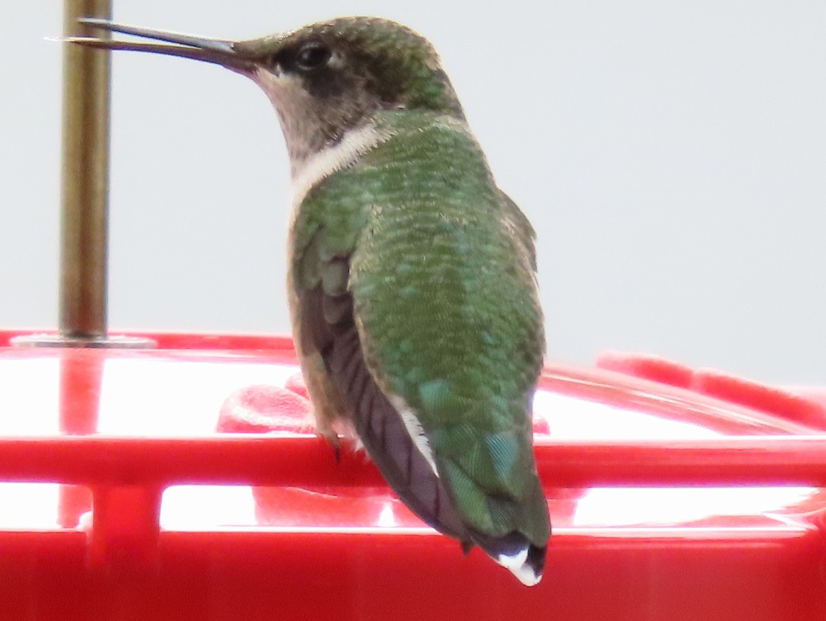 Ruby-throated Hummingbird - ML474035341