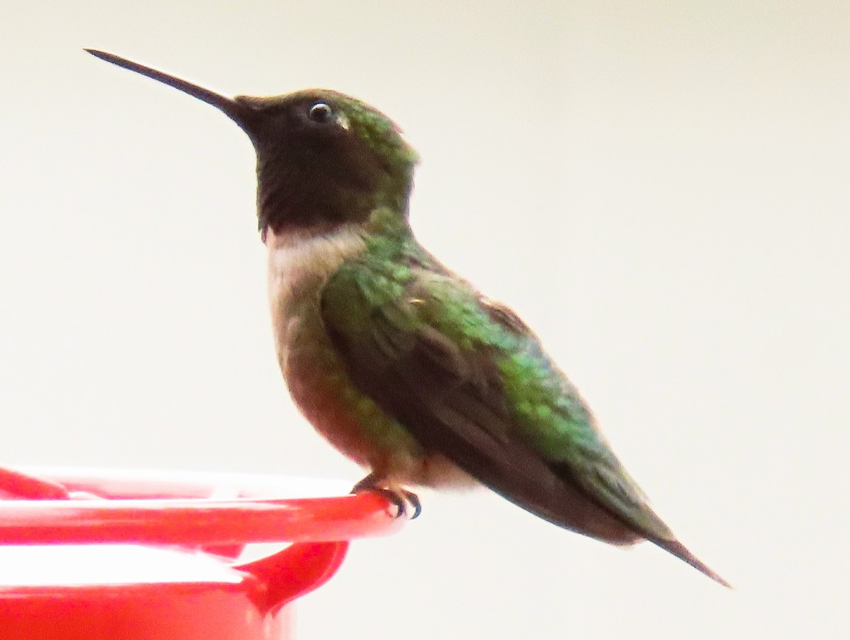 Ruby-throated Hummingbird - ML474035351