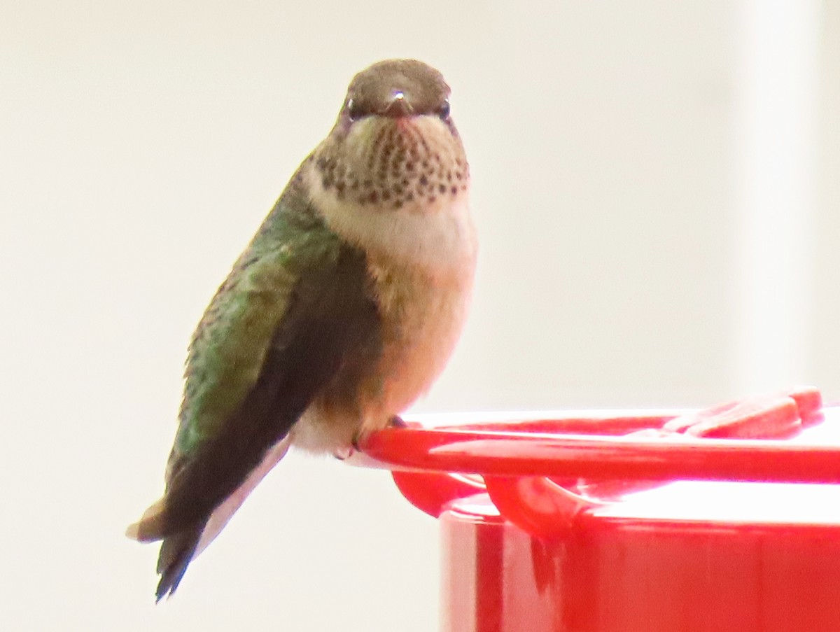 Ruby-throated Hummingbird - ML474035361