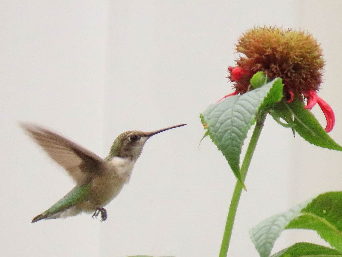 Ruby-throated Hummingbird - ML474035381
