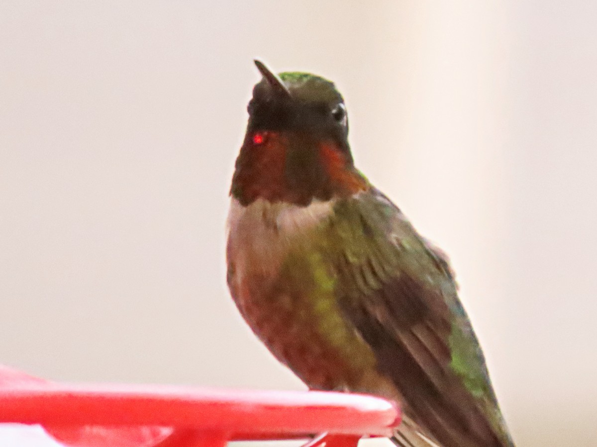Ruby-throated Hummingbird - ML474035441