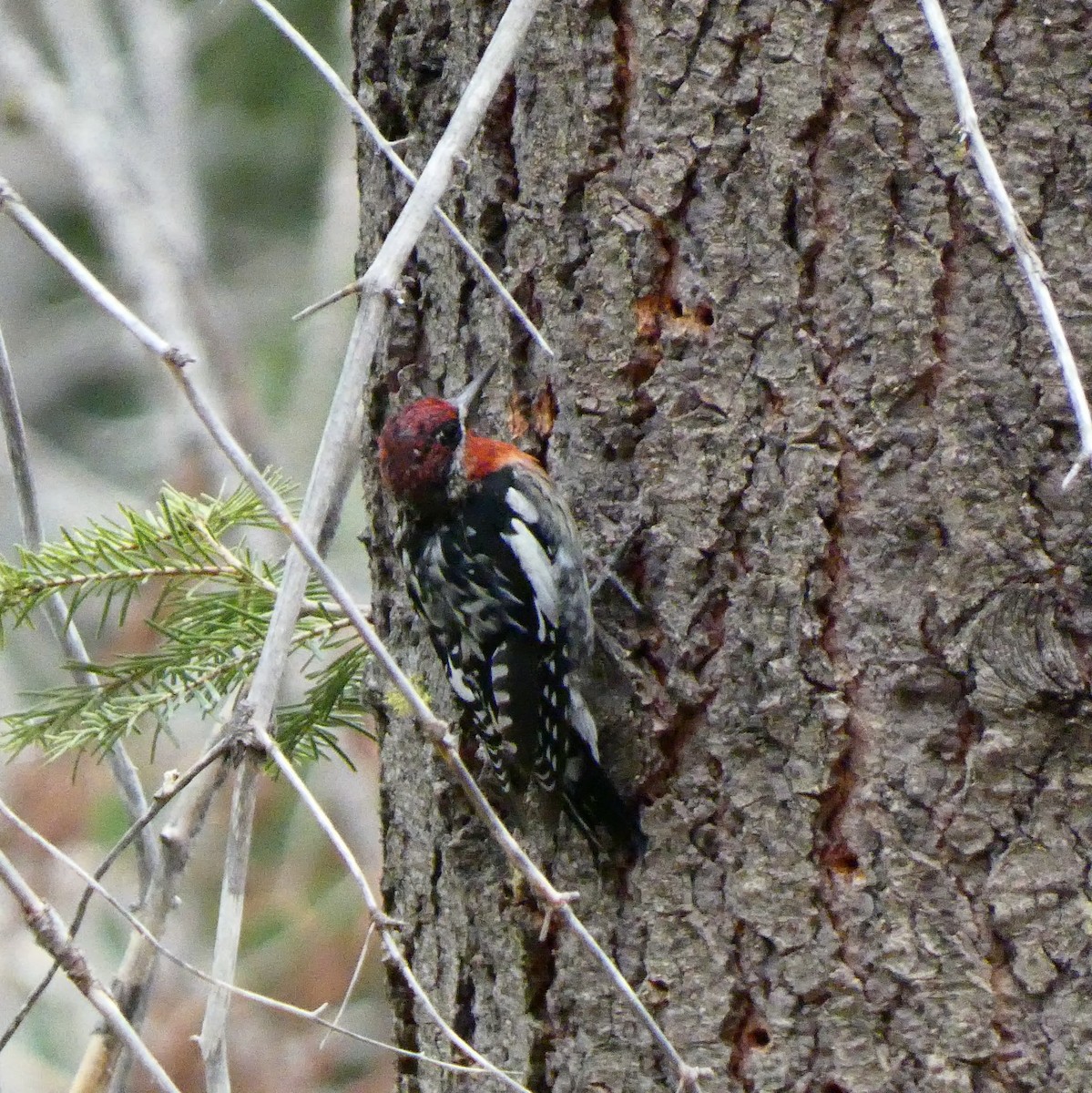 Red-breasted Sapsucker - ML474040571