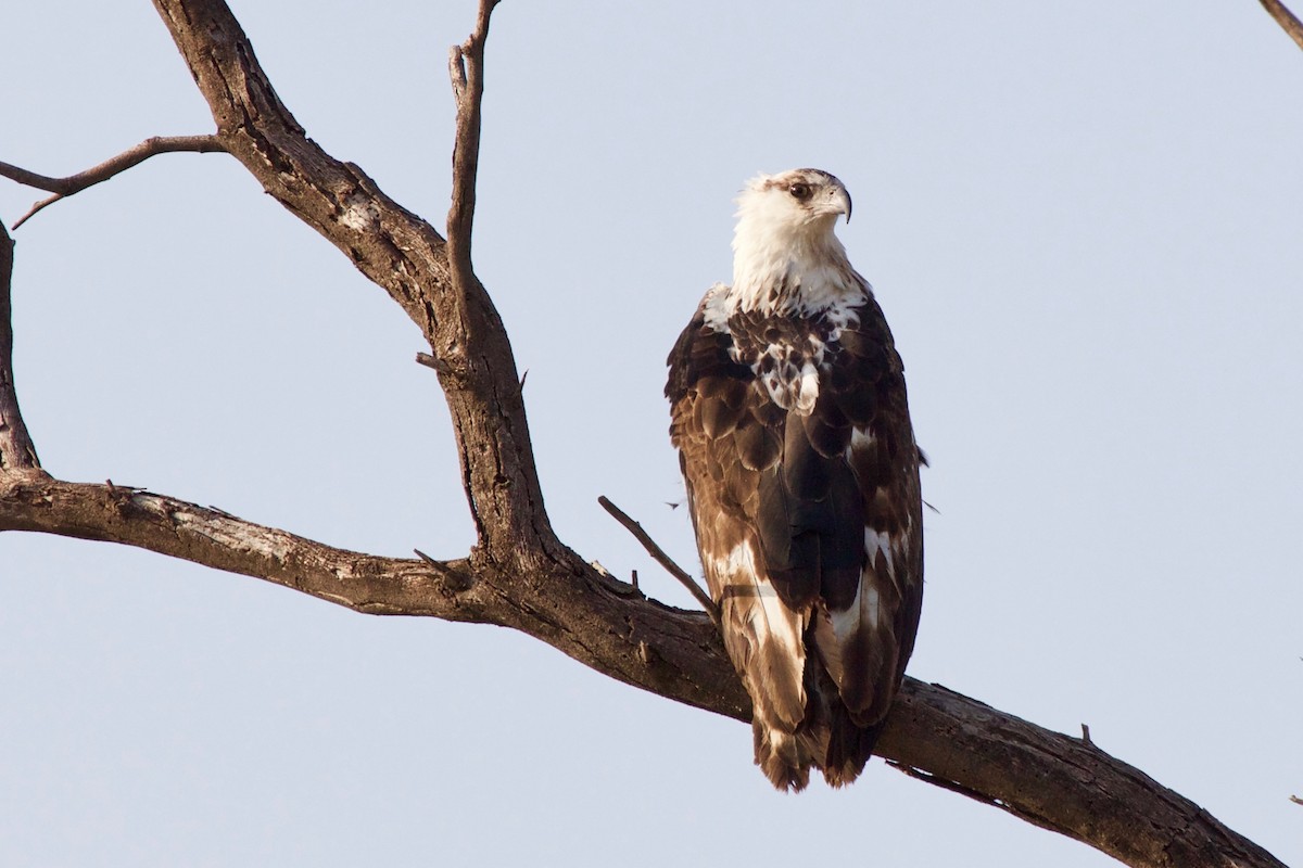 African Fish-Eagle - ML47404321