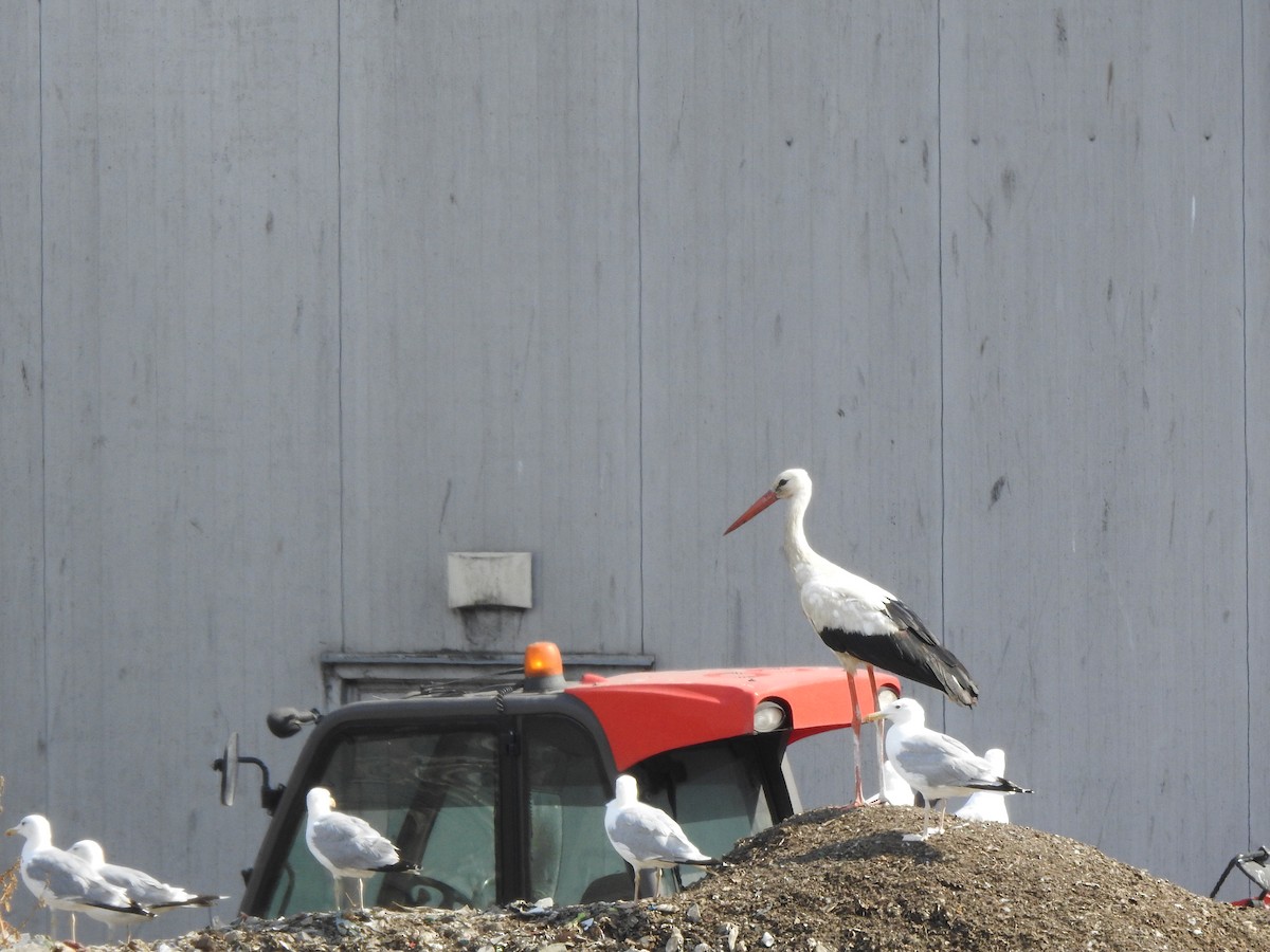 White Stork - ML474045091