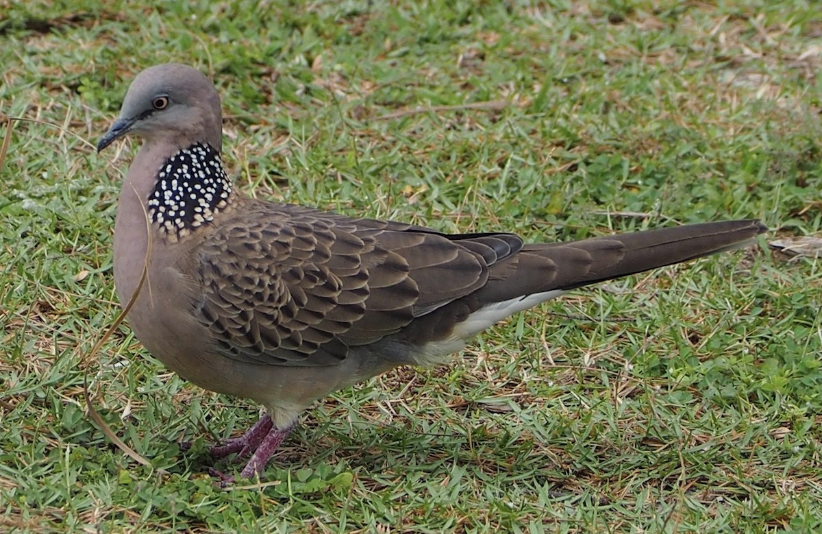 Spotted Dove - ML474046811