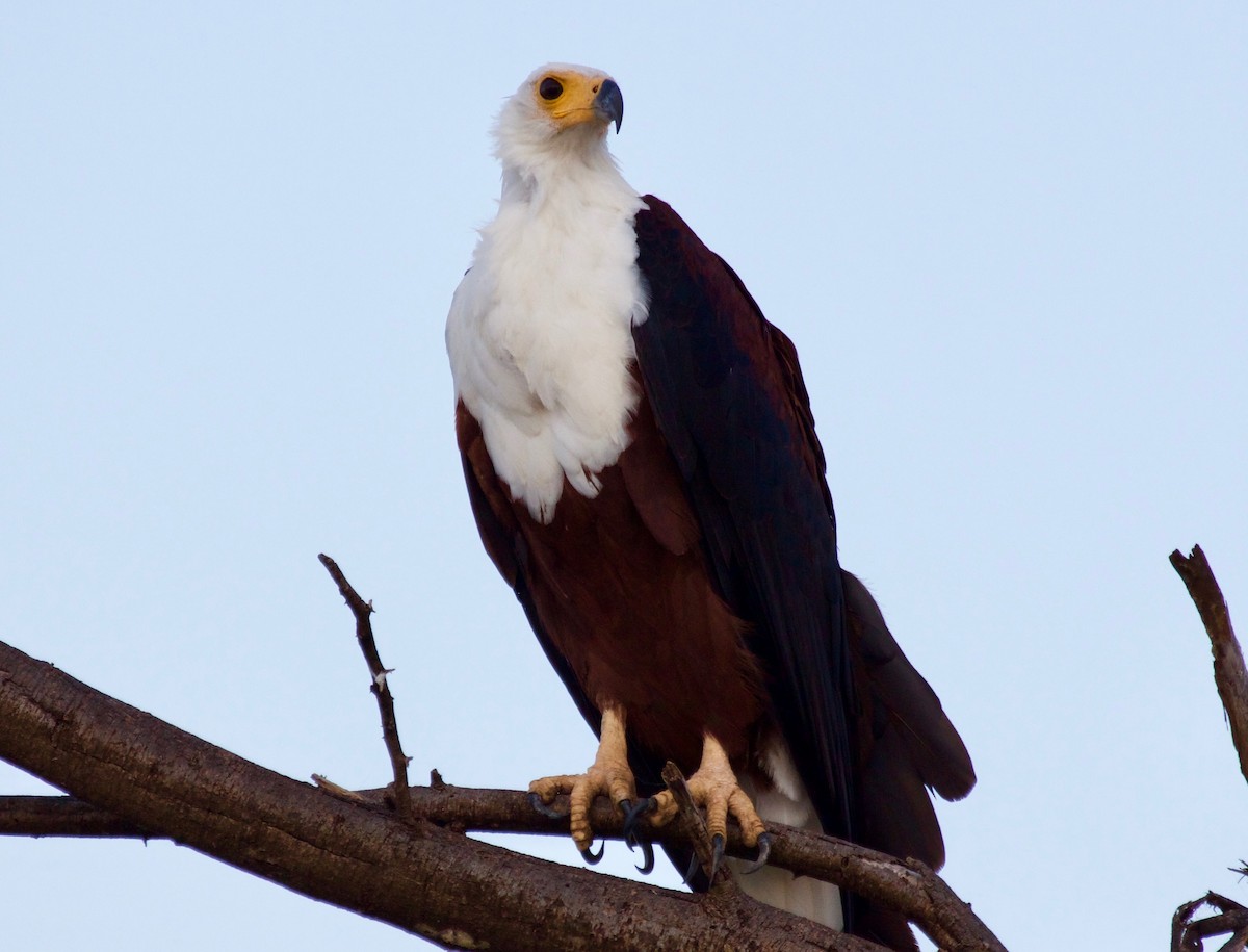 African Fish-Eagle - ML47405071