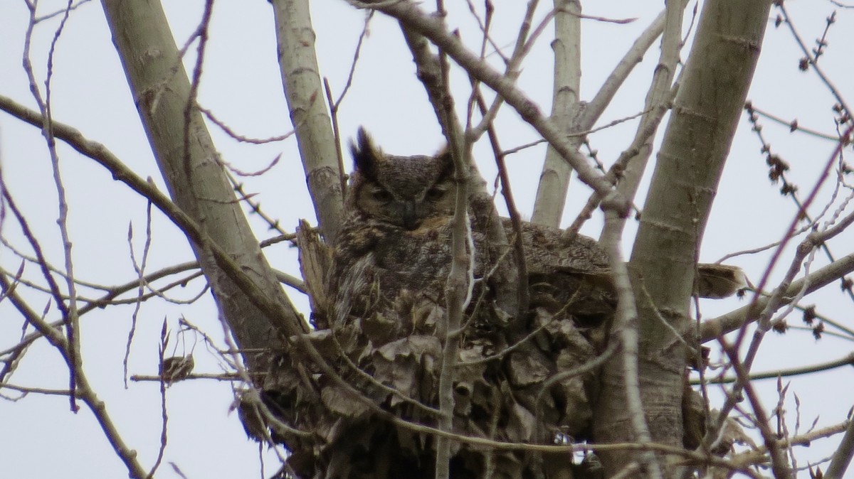 Great Horned Owl - ML47405491