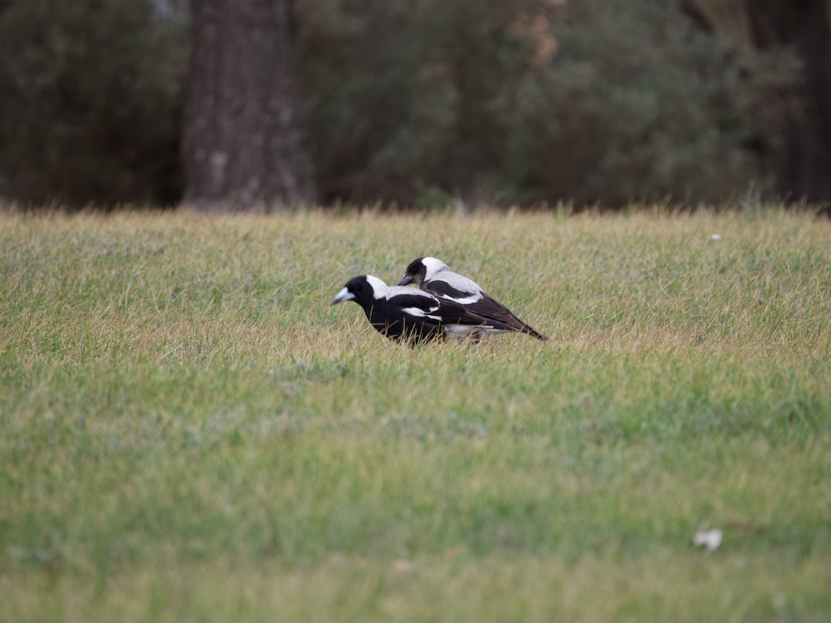Australian Magpie (White-backed) - ML474054971