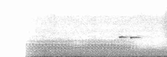 Spotless Crake - ML474057091