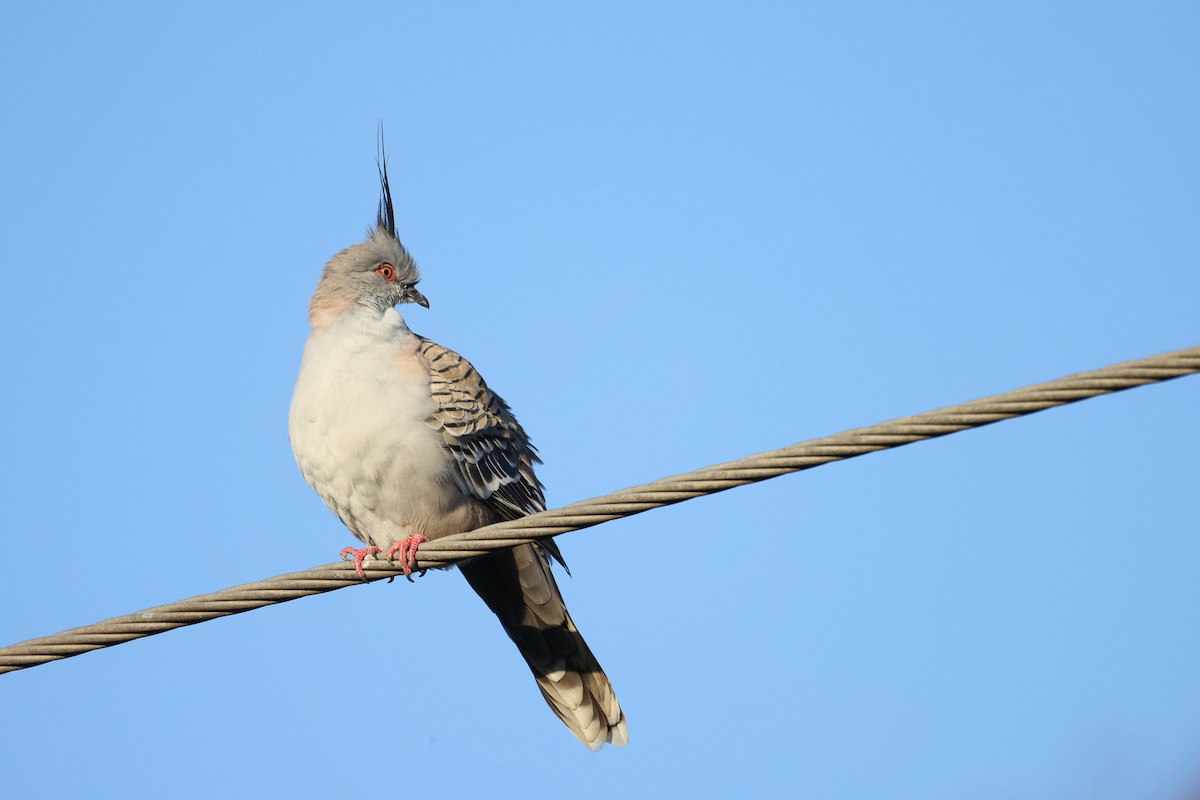 Crested Pigeon - ML474057721