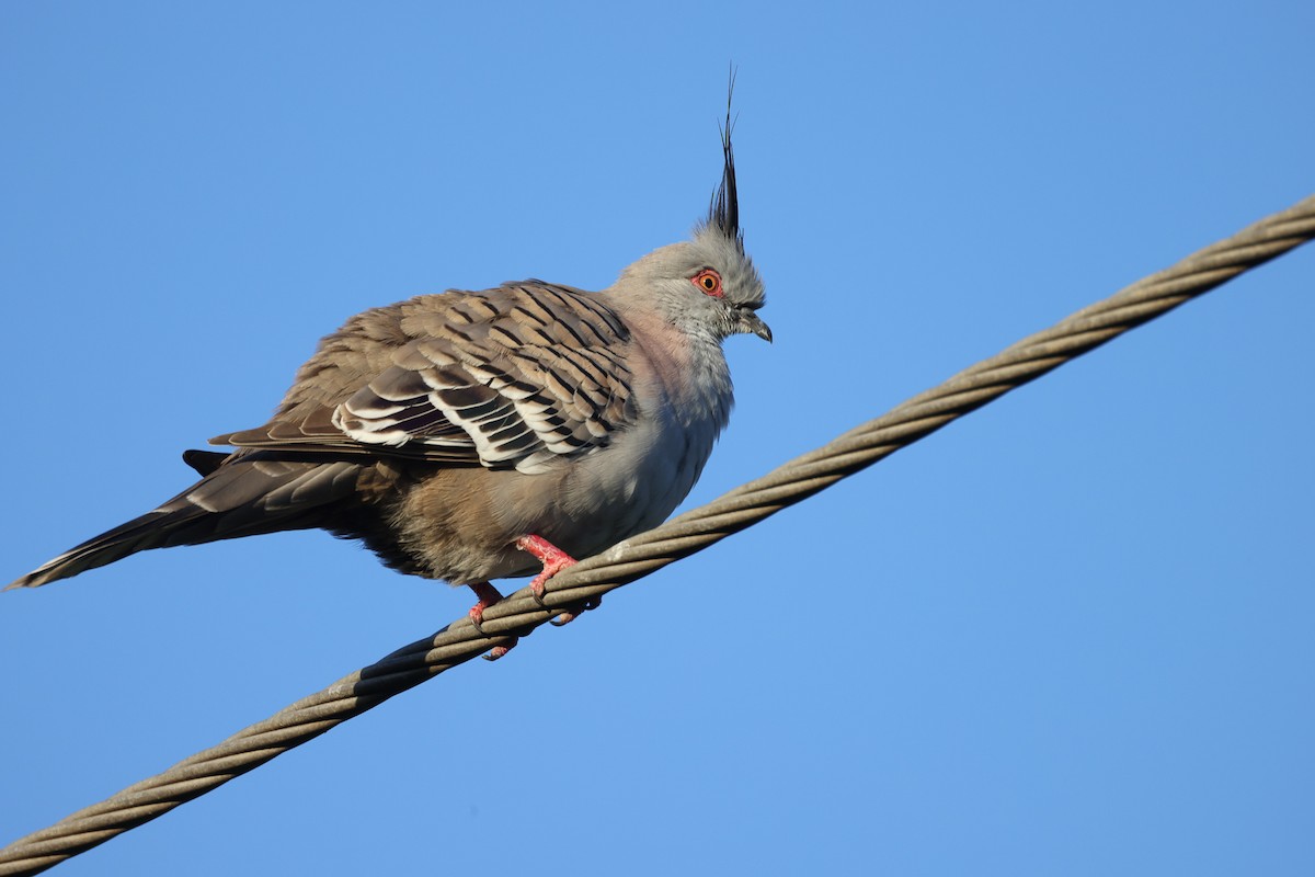 Crested Pigeon - ML474057731