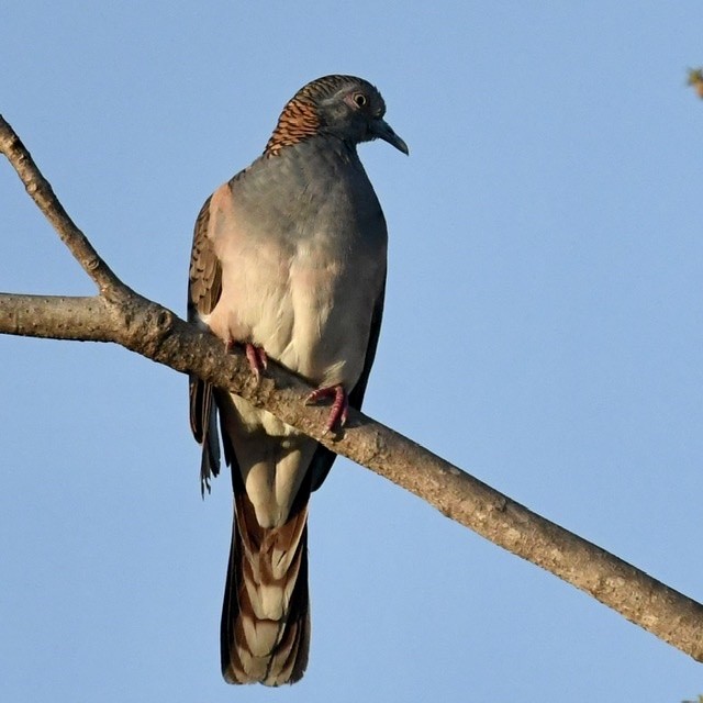 Bar-shouldered Dove - ML474058781