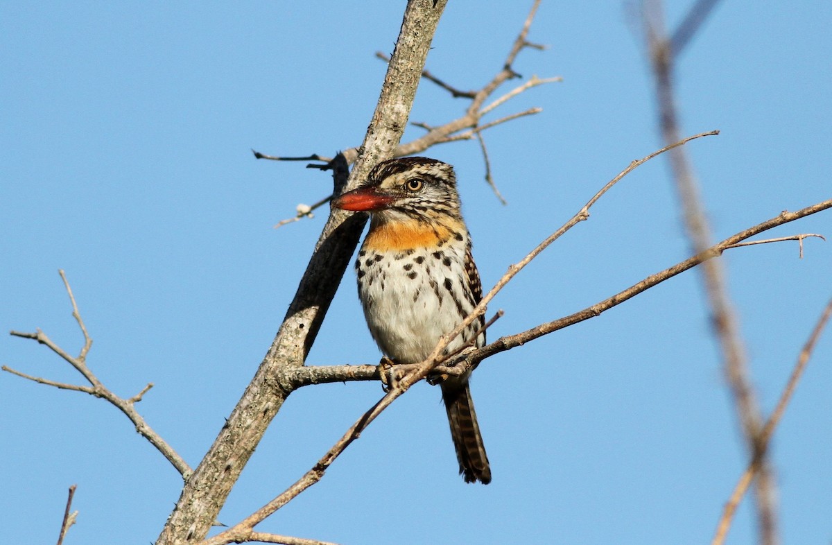 Spot-backed Puffbird (Spot-backed) - Anthony Collerton