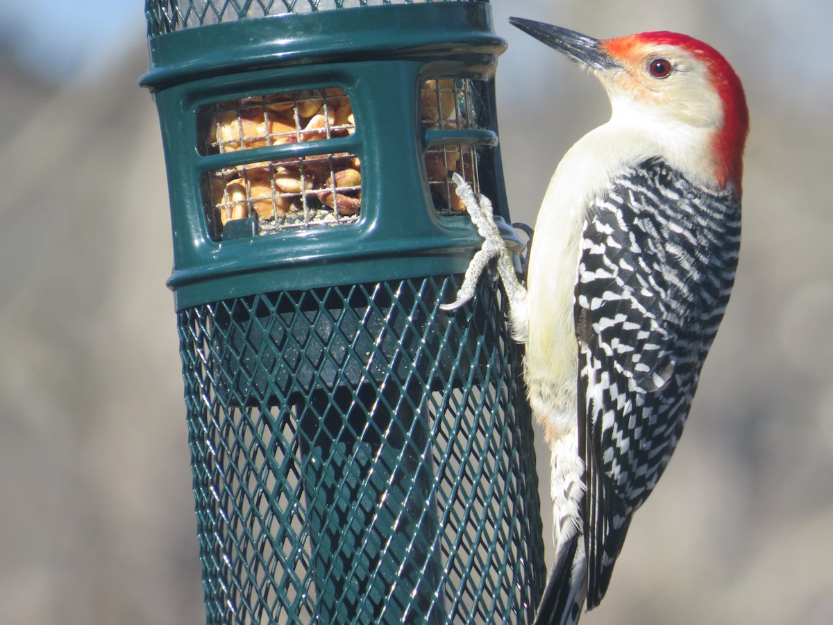 Red-bellied Woodpecker - B Griffin