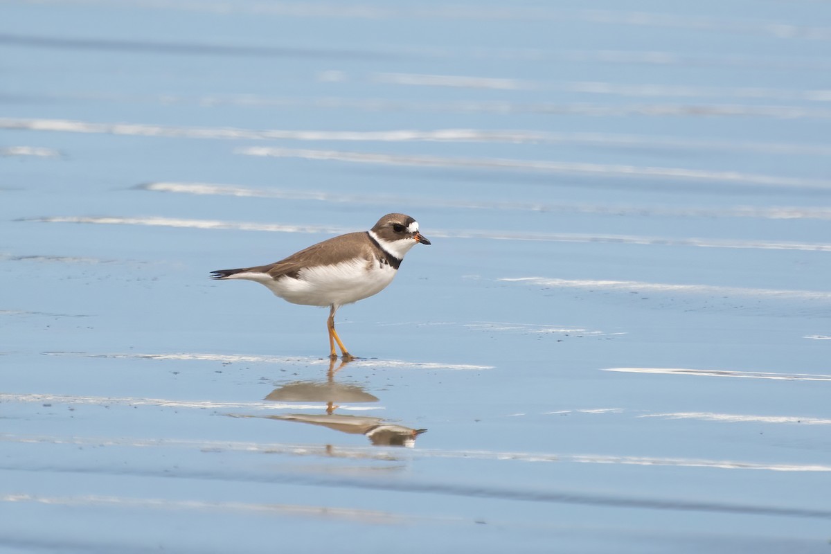 Semipalmated Plover - ML474073331