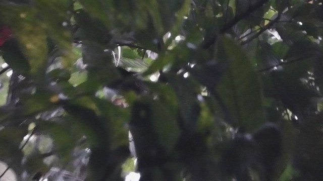 Вымпеловая райская птица - ML474074321