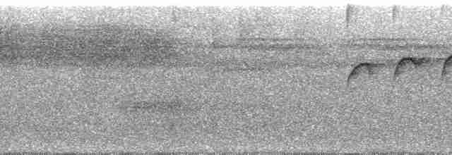 Gözlüklü Yaprak Tiranı - ML47408