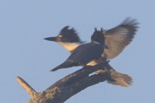 Belted Kingfisher - ML474080041