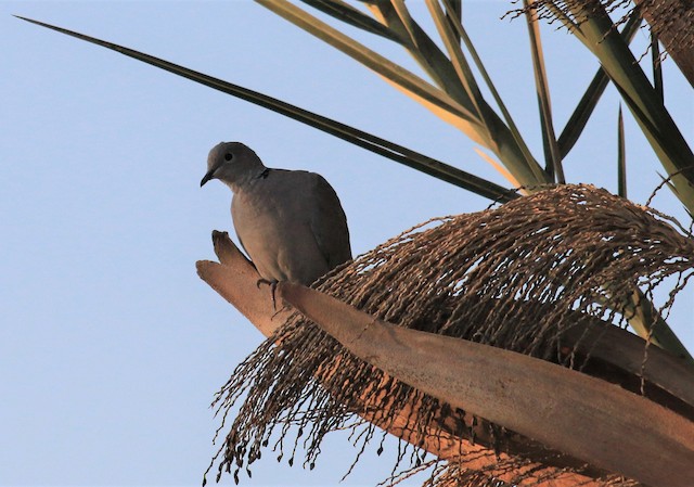 Eurasian Collared-Dove is well established in northern Africa; Sousse, Tunisia. - Eurasian Collared-Dove - 