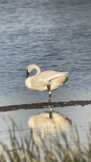 Trumpeter Swan, ML474085311