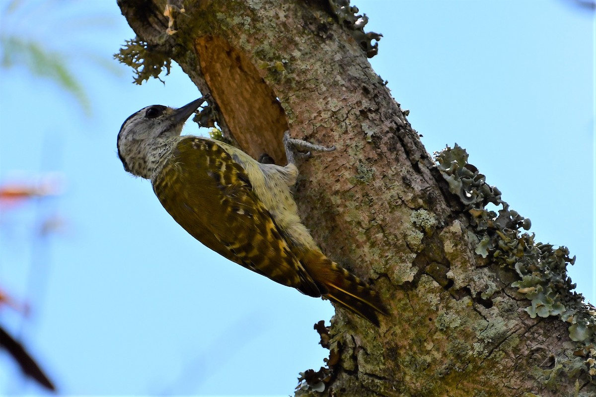 Speckle-breasted Woodpecker - ML474087311