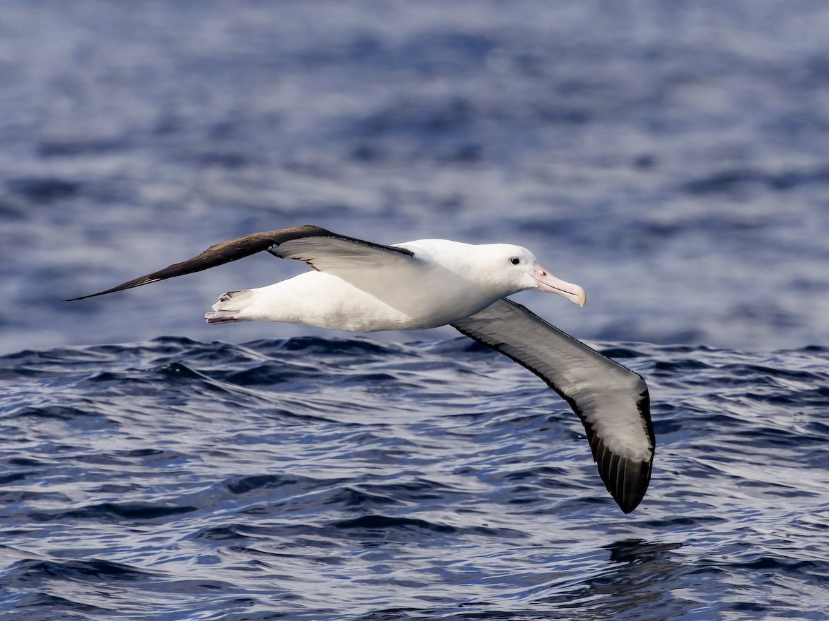 Northern Royal Albatross - ML474087531