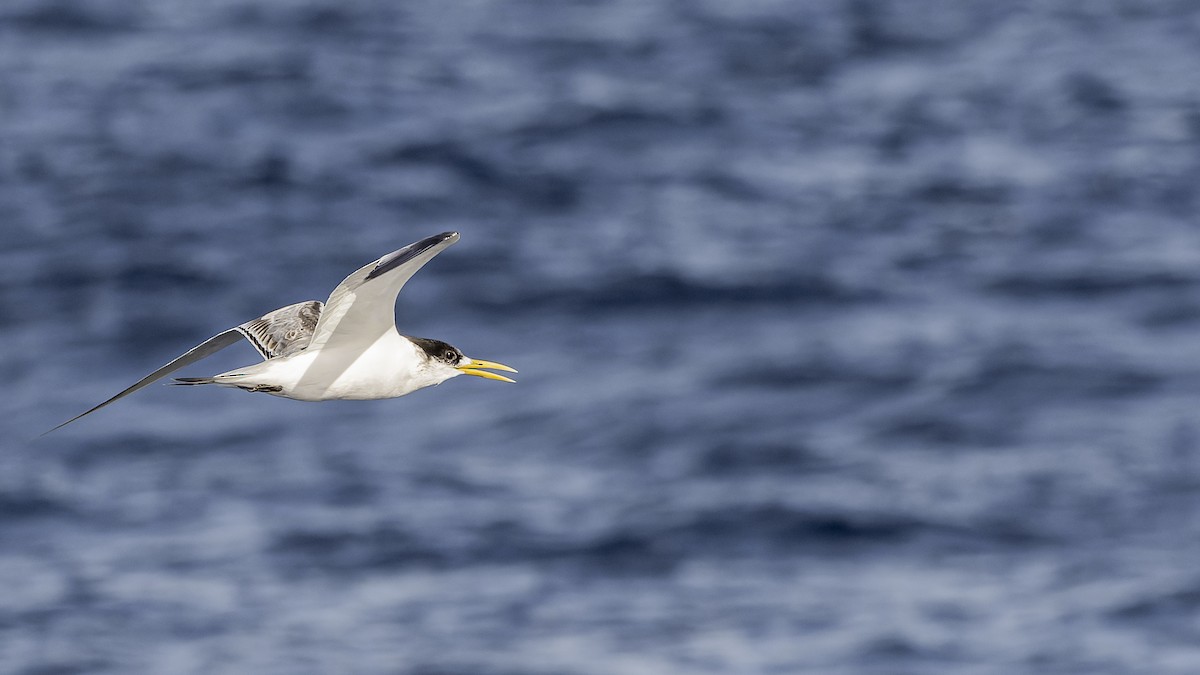 Great Crested Tern - ML474088331