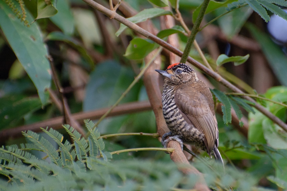 White-barred Piculet - ML474088411