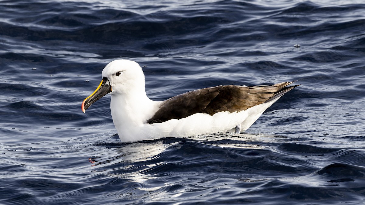 Indian Yellow-nosed Albatross - ML474088511