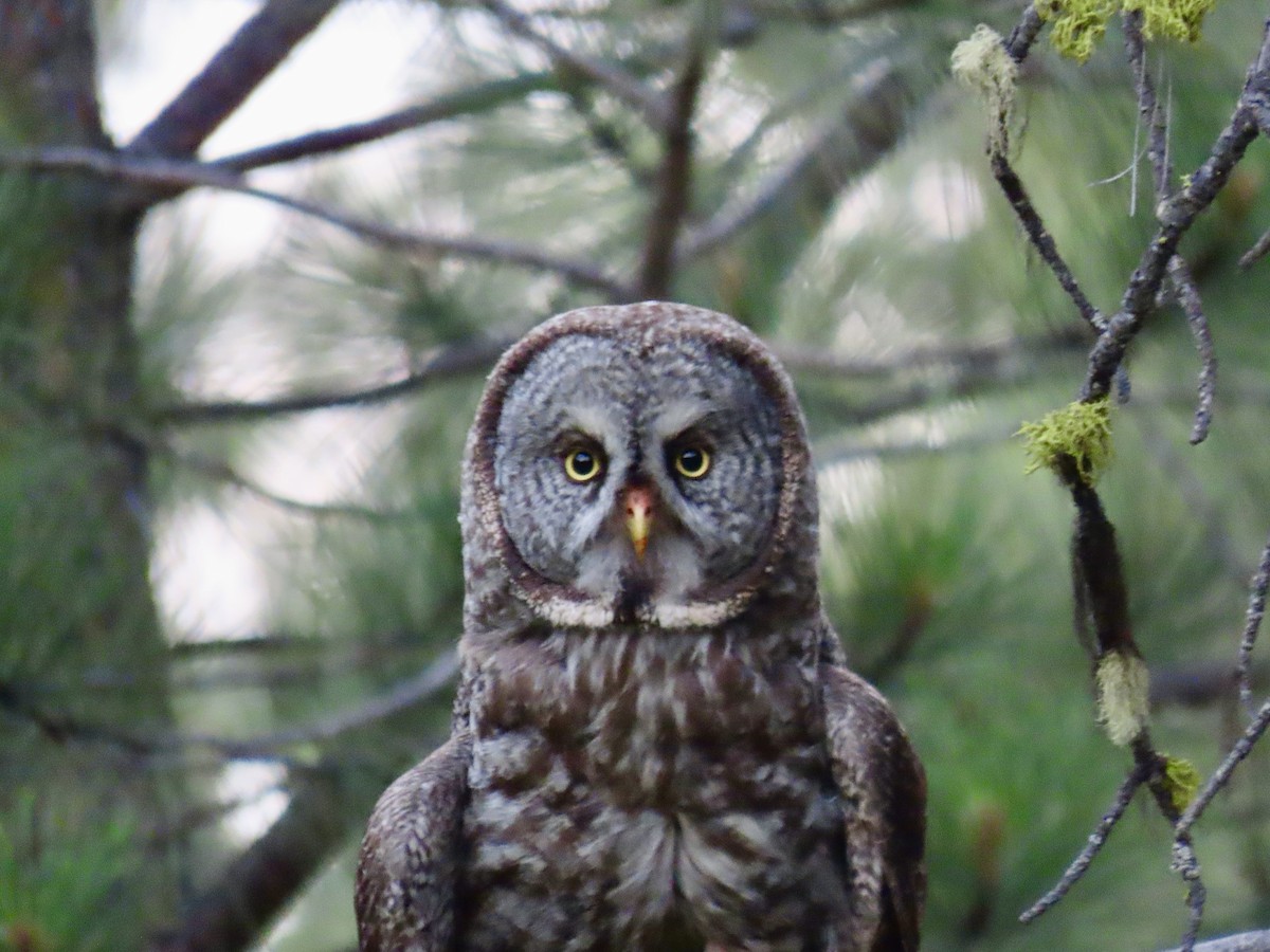 Great Gray Owl - ML474092001