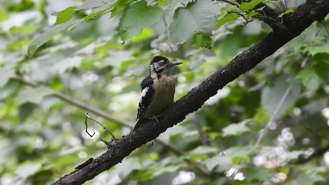 Himalayan Woodpecker - ML474095041