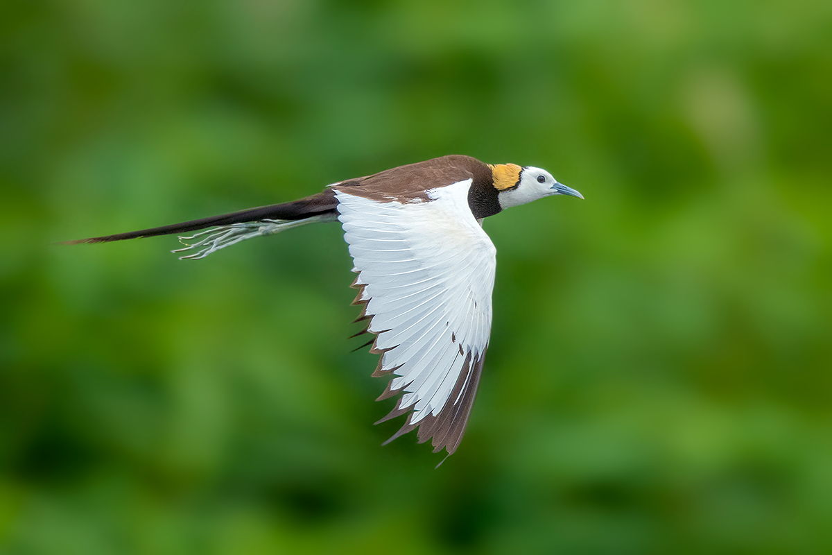 Pheasant-tailed Jacana - ML474096091