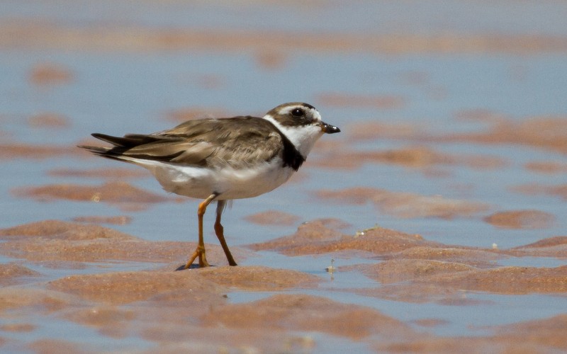 Semipalmated Plover - ML47409761