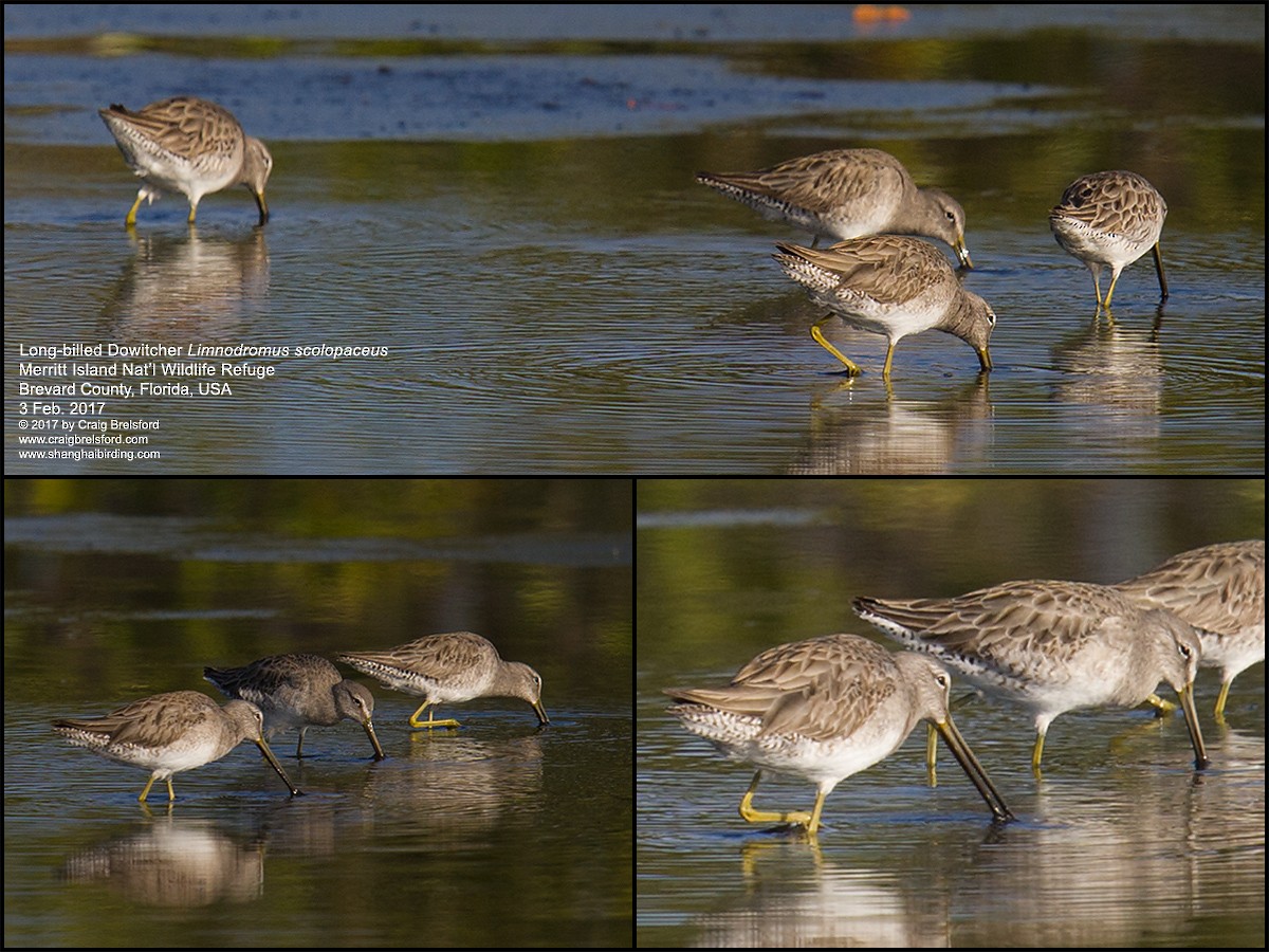 Long-billed Dowitcher - ML47410241