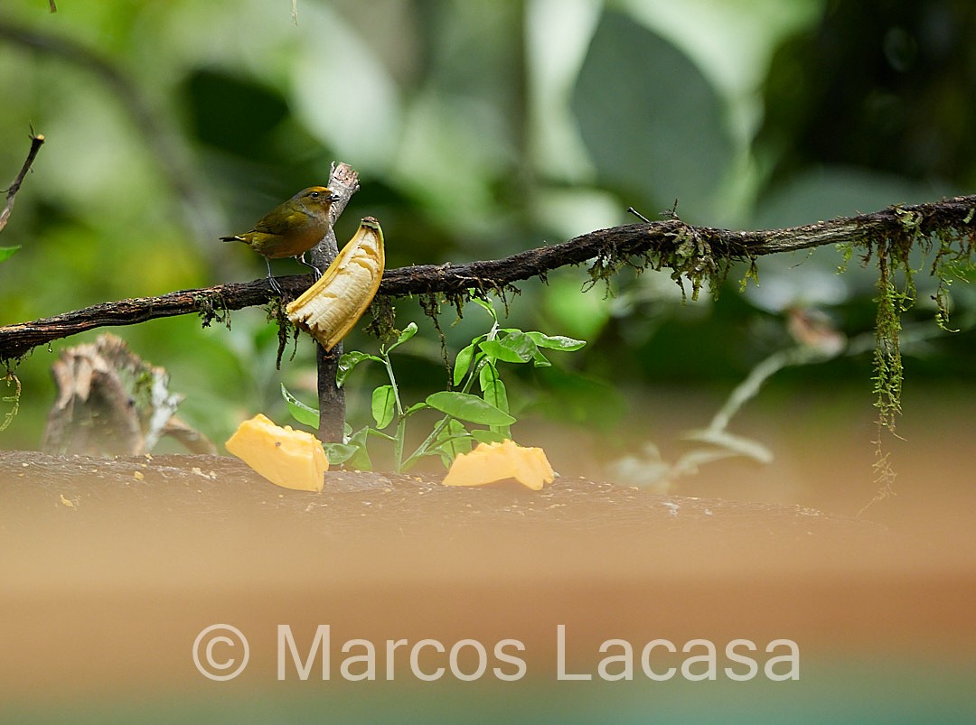 Golden-bellied Euphonia - Marcos Lacasa