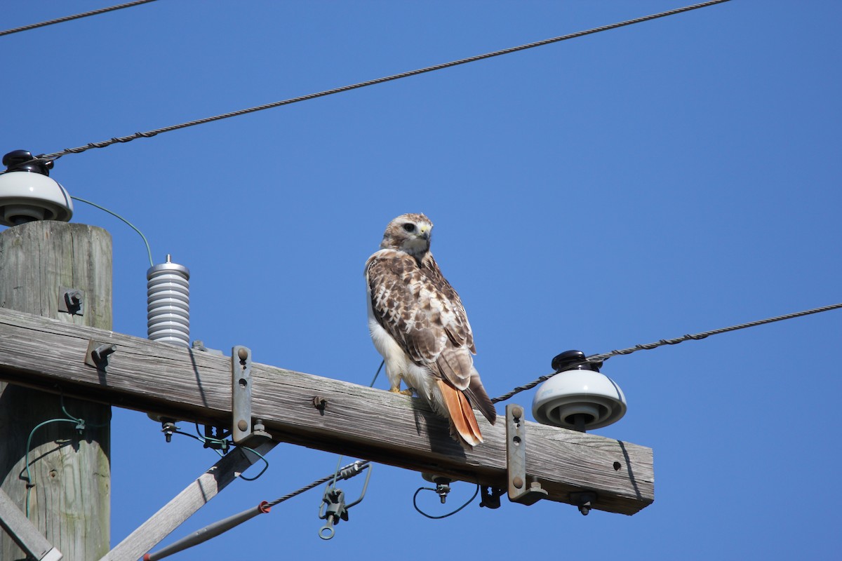 Red-tailed Hawk - ML474110771