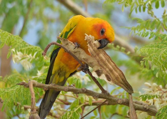 Bird feeding on leguminous fruit. - Sun Parakeet - 