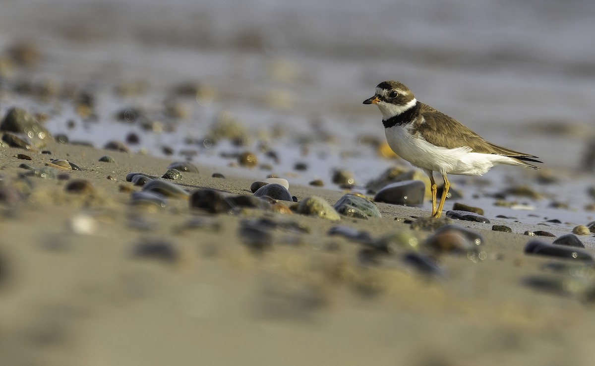 Semipalmated Plover - ML474125011