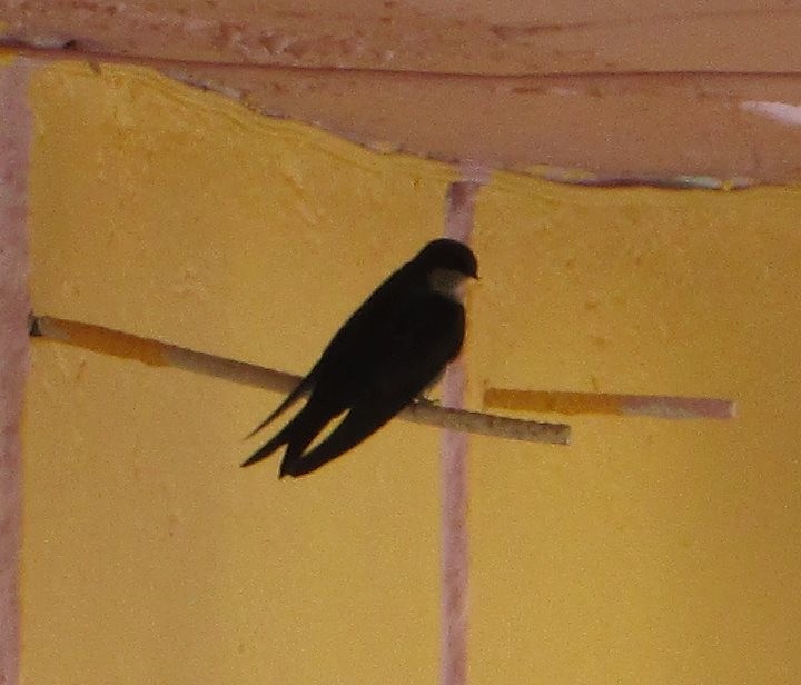 Brown-bellied Swallow - Burke Korol