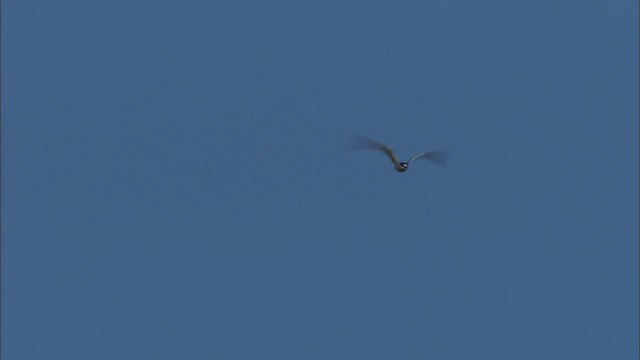 白腰燕鷗 - ML474128