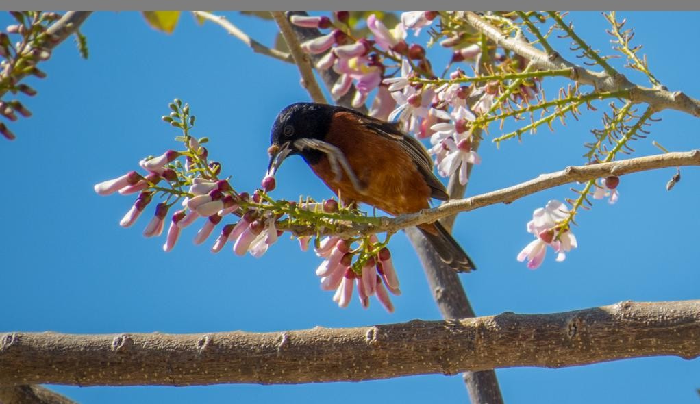 Orchard Oriole - ML47413271