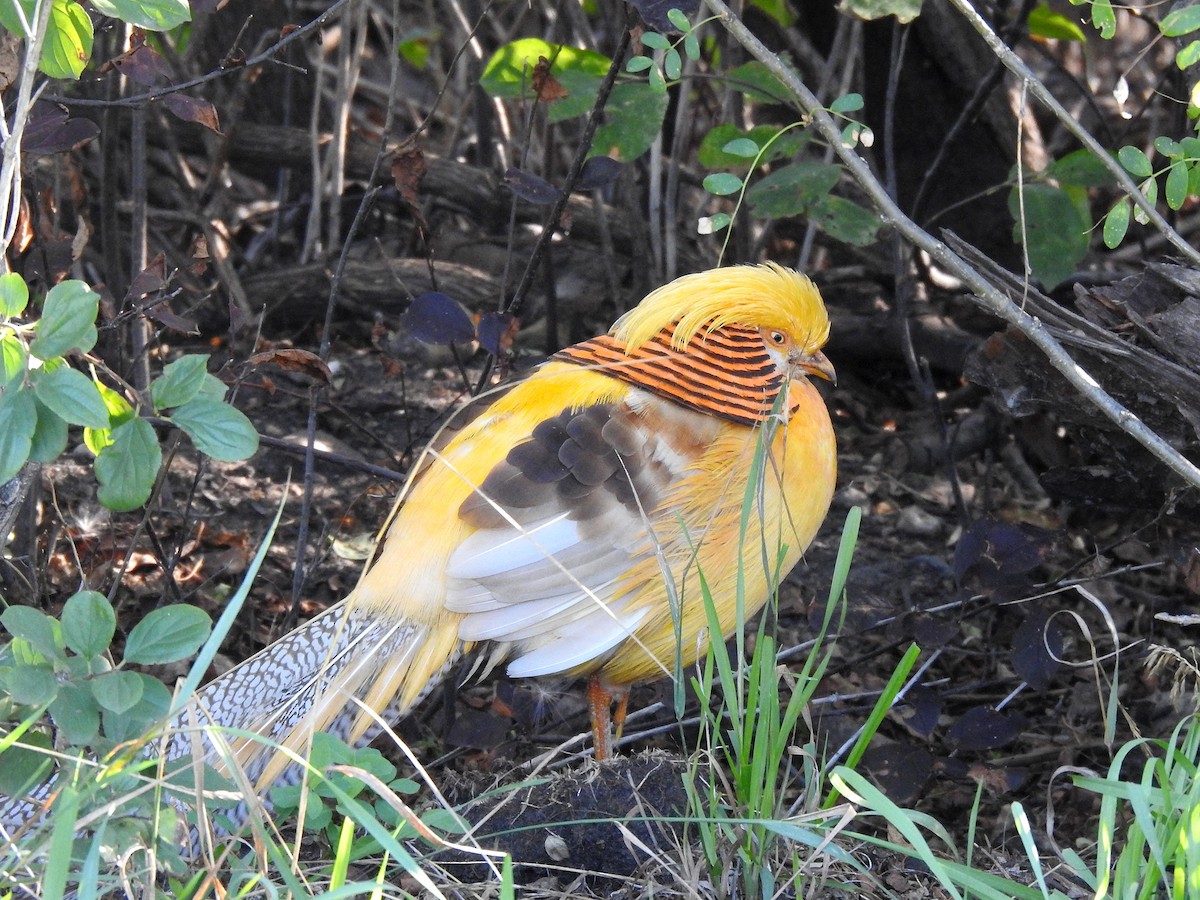 Golden Pheasant - ML474135011
