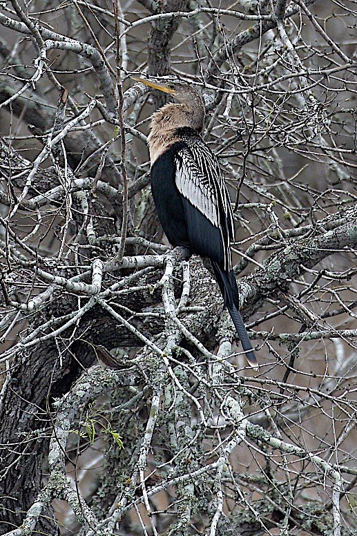 Anhinga - Tamuk Ornithology