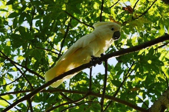 White Cockatoo - Sadhu Govardhan