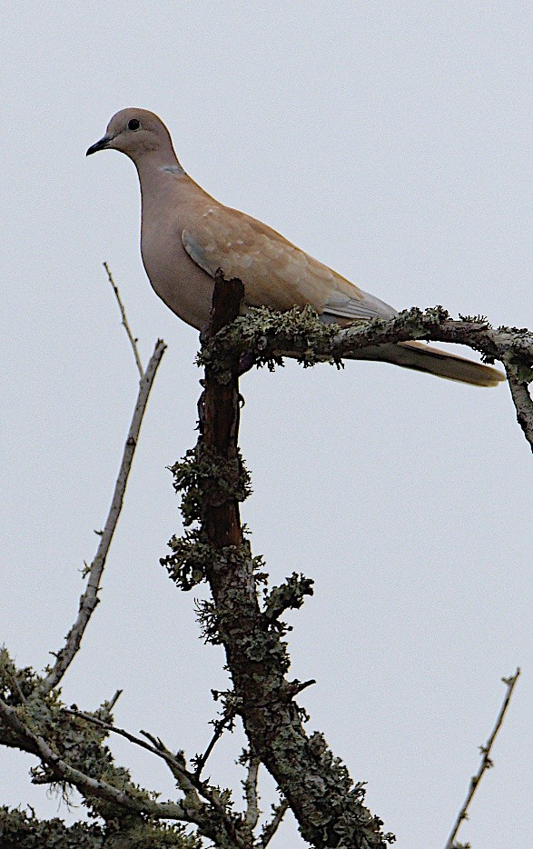 Eurasian Collared-Dove - Tamuk Ornithology